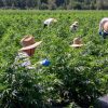 Agriculture : Harmonisation et hausse des salaires pour les travailleurs étrangers au Québec