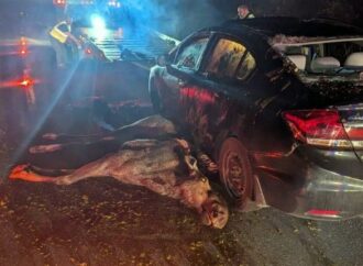 Présence hâtive et risqué de cerfs, d&rsquo;orignaux et d&rsquo;autres animaux aux abords des routes