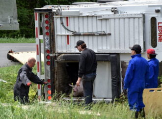 Un camion transportant quelques centaines de porcs se renverse dans la MRC de Drummond