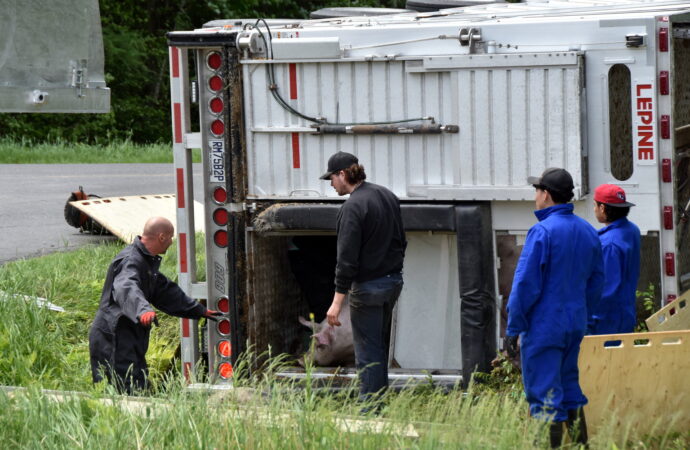 Un camion transportant quelques centaines de porcs se renverse dans la MRC de Drummond