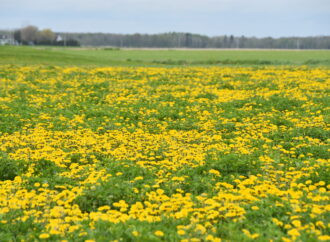 Saint-Félix-de-Kingsey entreprend pour la seconde année le Défi Pissenlits afin de soutenir les insectes pollinisateurs