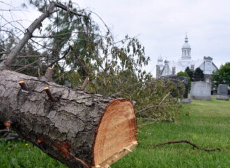 Une quinzaine d’arbres abattus au cimetière de Saint-Cyrille sème la colère et l’indignation des citoyens et des familles
