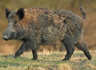 Sangliers en cavale au Centre-du-Québec : le Ministère de la Faune lance un avis de recherche pour des sangliers en fuite !