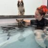 L&rsquo;hydromassage canin : un service maintenant disponible au Centre-du-Québec !