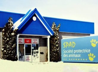Éclosion virale à la SPA Drummond : la direction annonce des mesures spéciales et préventives