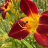 Clubs de jardinage et d’horticulture à l’année …une chronique pour février haute en couleur par Sara Marquis