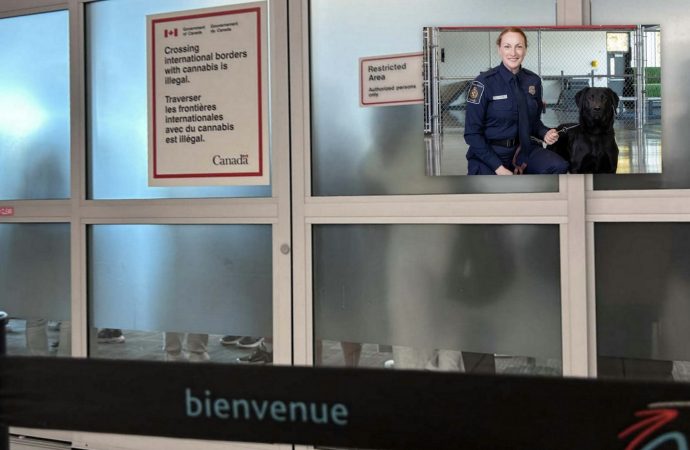 Frontières canadiennes : de nouvelles unités canines pour contrer le fentanyl, les armes et l’immigration illégale