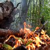 Deux incendies en quelques minutes : intervention rapide des pompiers dans des terrains boisés de Drummondville
