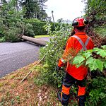 Sur le chemin Hemming, les microrafales ont déraciné un arbre d'une centaine de pieds, qui s'est abattu en travers de l'entrée d'une résidence @ Crédit photo Eric Beaupré Vingt55 Tous droits réser