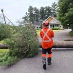 Sur le chemin Hemming, les microrafales ont déraciné un arbre d'une centaine de pieds, qui s'est abattu en travers de l'entrée d'une résidence @ Crédit photo Eric Beaupré Vingt55 Tous droits réser (3)