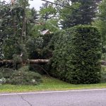 Sur le chemin Hemming, les microrafales ont déraciné un arbre d'une centaine de pieds, qui s'est abattu en travers de l'entrée d'une résidence @ Crédit photo Eric Beaupré Vingt55 Tous droits réser (4)