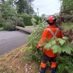 Sur le chemin Hemming, les microrafales ont déraciné un arbre d'une centaine de pieds, qui s'est abattu en travers de l'entrée d'une résidence @ Crédit photo Eric Beaupré Vingt55 Tous droits réser (9)
