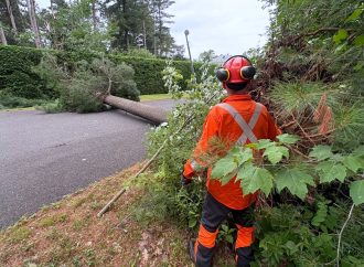 Veille de tornade : des microrafales déracinent des arbres à L’Avenir et sur le chemin Hemming au Centre-du-Québec