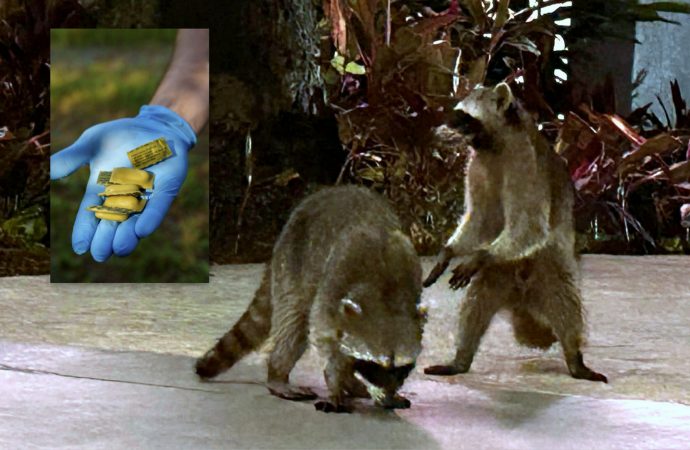 Rage du raton laveur : une vaste opération de vaccination des animaux sauvages est en cours au Centre-du-Québec