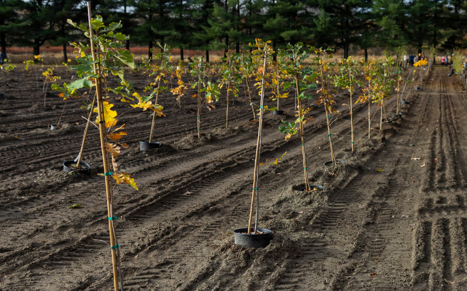 Victoriaville mise sur une nouvelle pépinière municipale (3)
