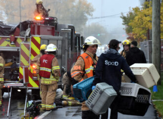 Début d’incendie causé par un feu de cuisson : quatre chats périssent après avoir été incommodés par la fumée